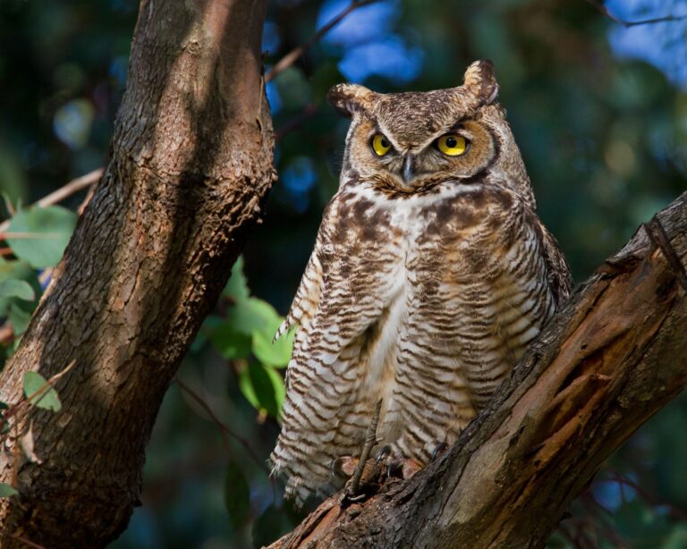 How to Call a Great Horned Owl