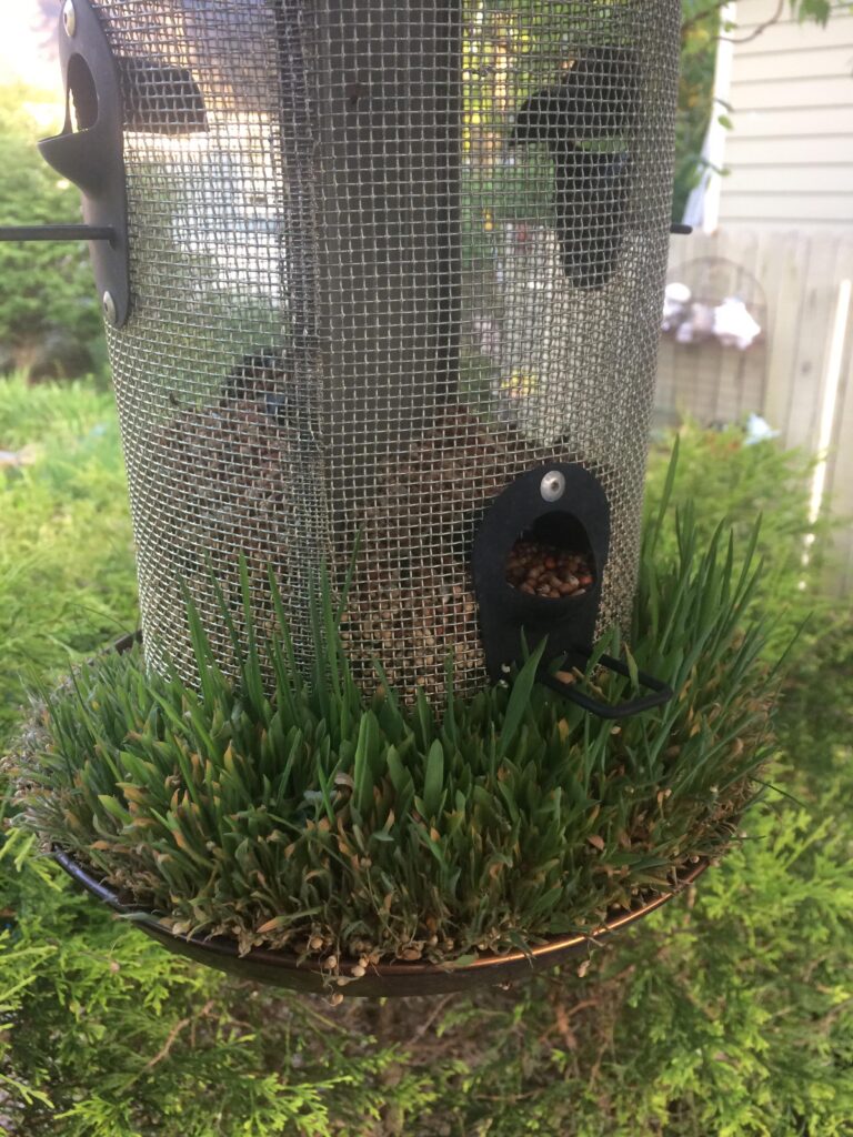 How to Keep Bird Seed from Sprouting