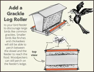 How to Keep Grackles Away from Bird Feeders