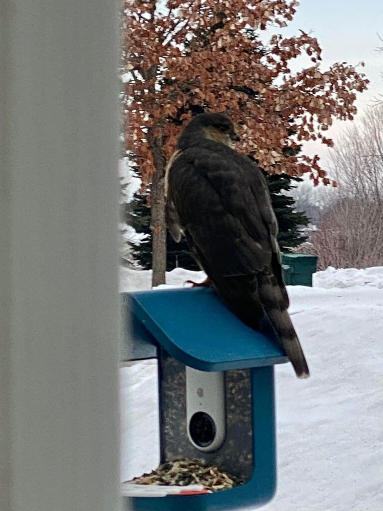 How to Keep Hawks Away from Bird Feeder