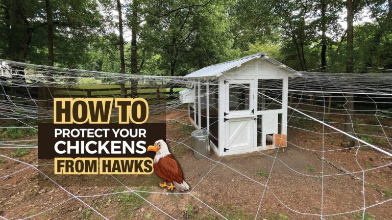 How to Keep Hawks Away from Chickens?