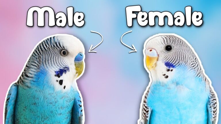 How to Know If a Bird is Male Or Female?