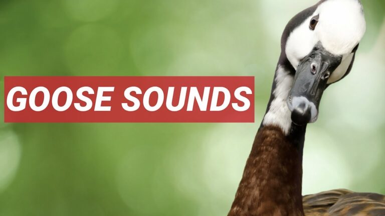 How to Make a Goose Sound