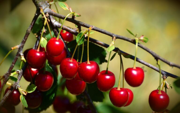 How to Protect Cherries from Birds