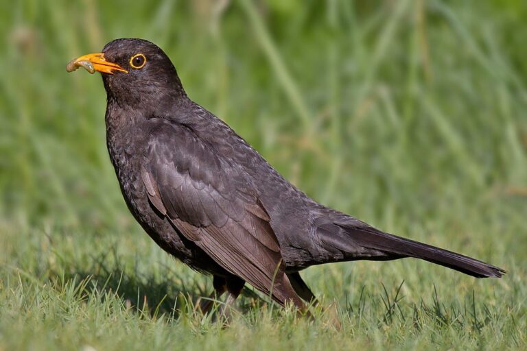 How to Scare off Blackbirds