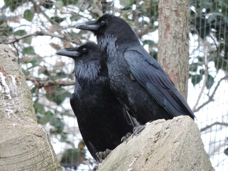 How to Train a Raven