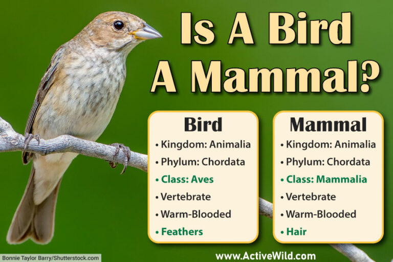 Is Birds a Mammal