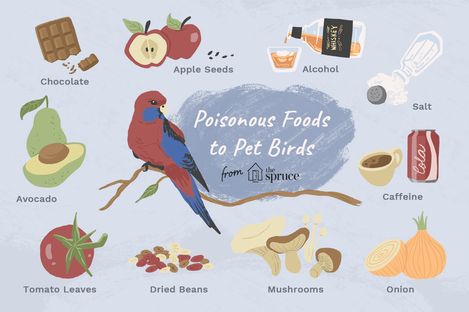 Is Chocolate Toxic to Birds
