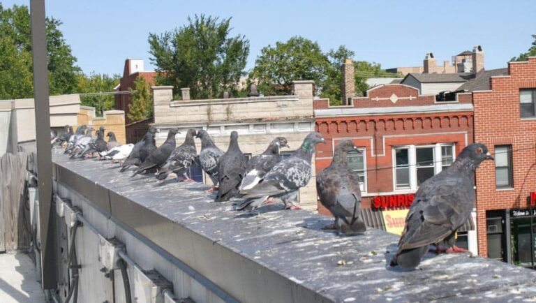 Is Dried Bird Poop Dangerous