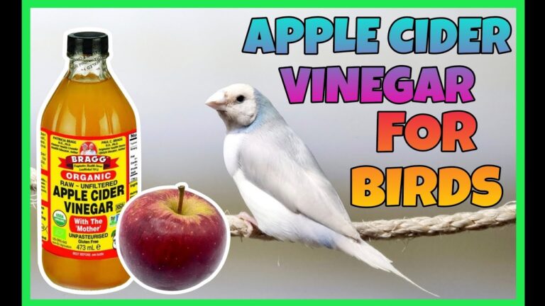 Is Vinegar Safe for Birds