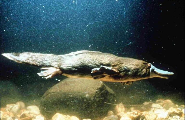 What Animals Have Webbed Feet