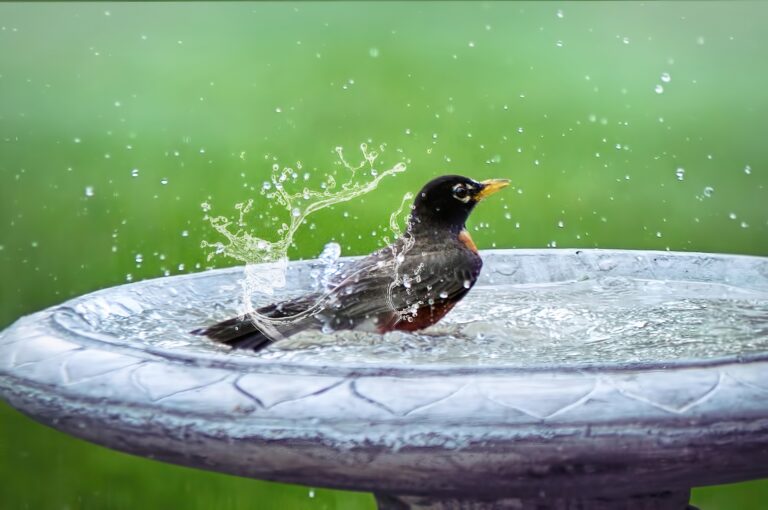 What are Bird Baths