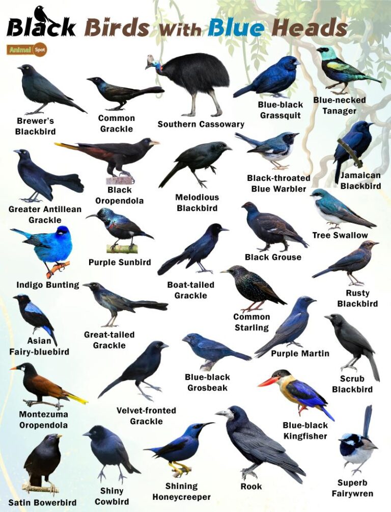 What are Black Birds With Blue Heads