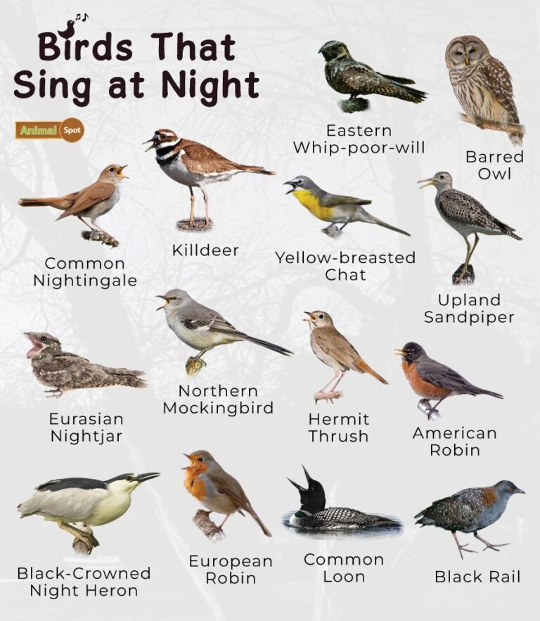 What are Nocturnal Birds