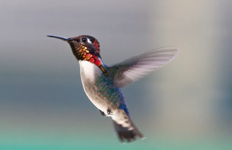 What are the Smallest Birds