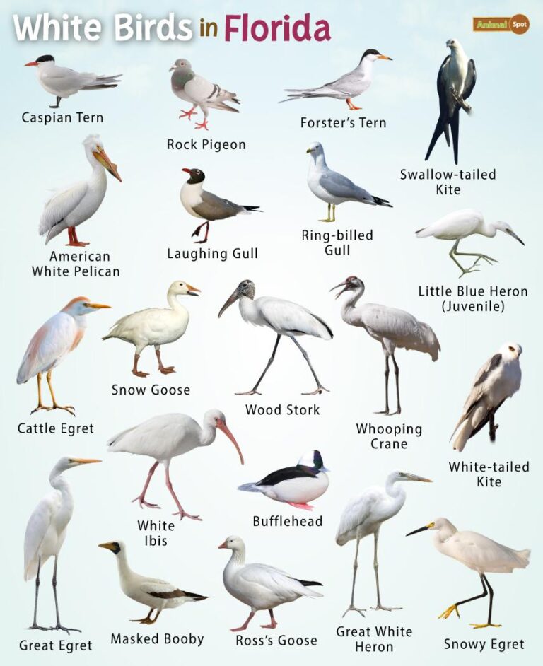 What are the White Birds in Florida