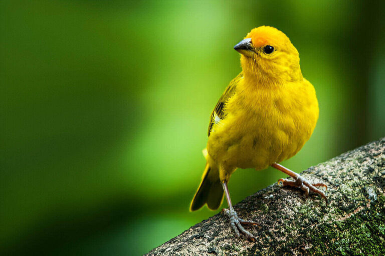 what-are-yellow-birds