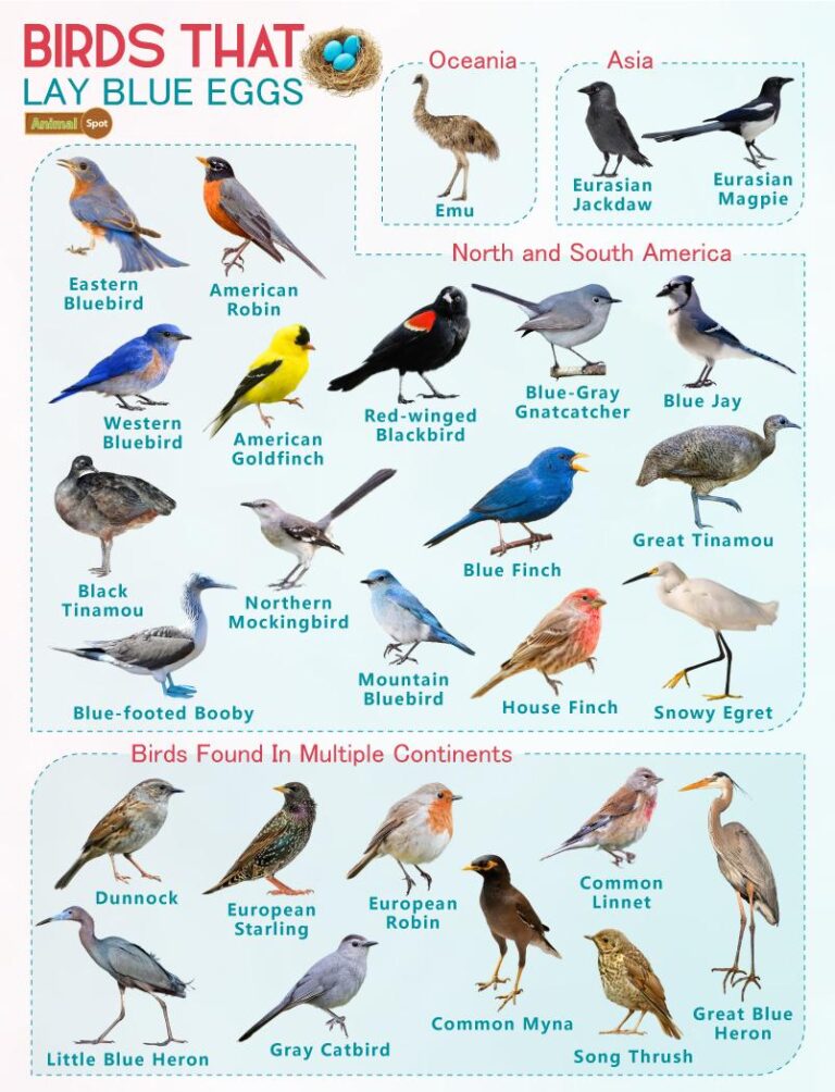 What Bird Has a Blue Egg