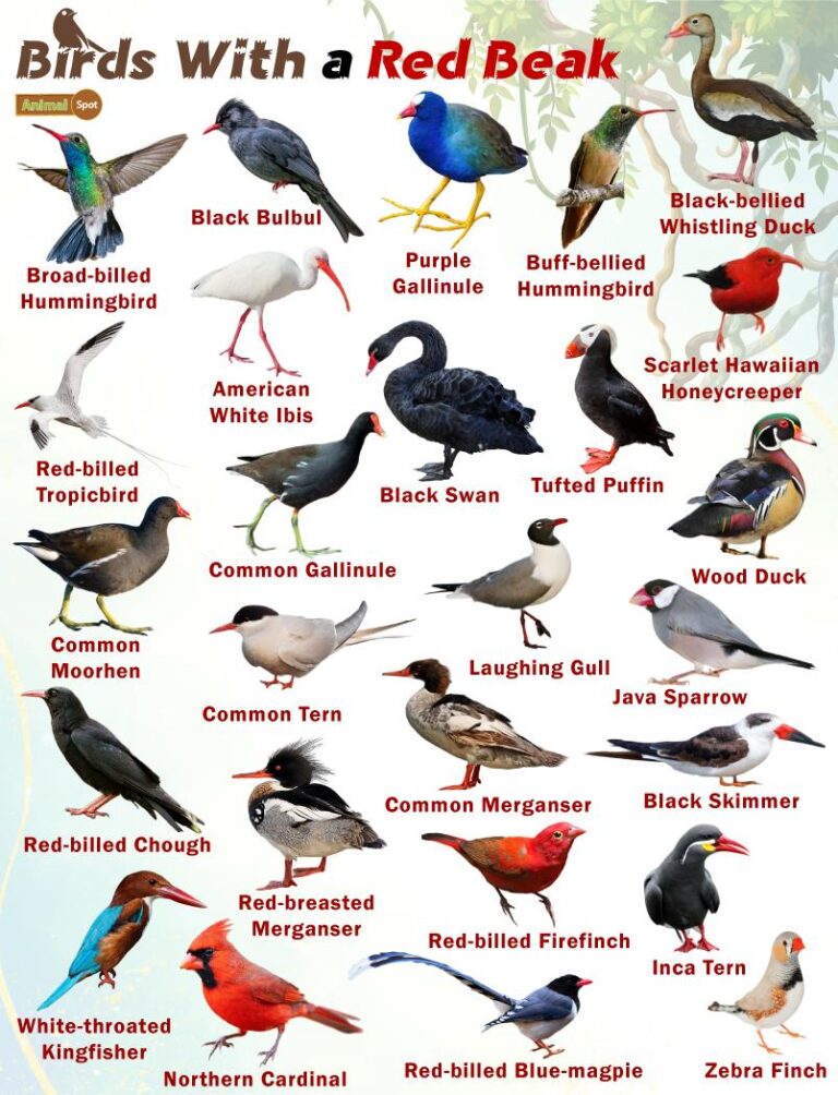 What Bird Has a Red Beak