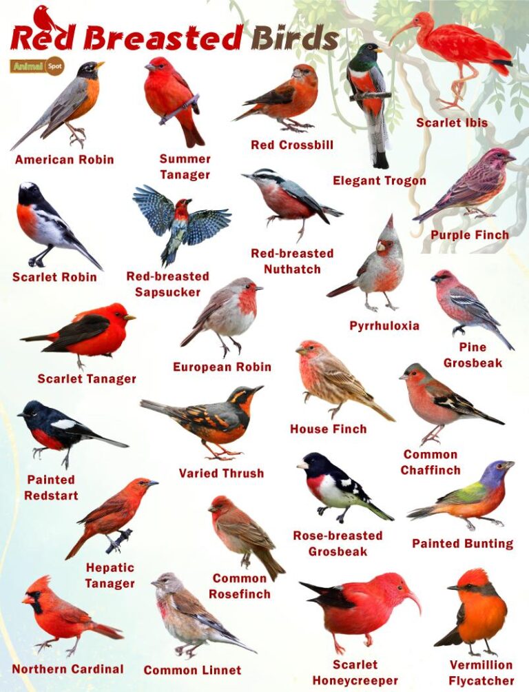 What Bird Has a Red Chest