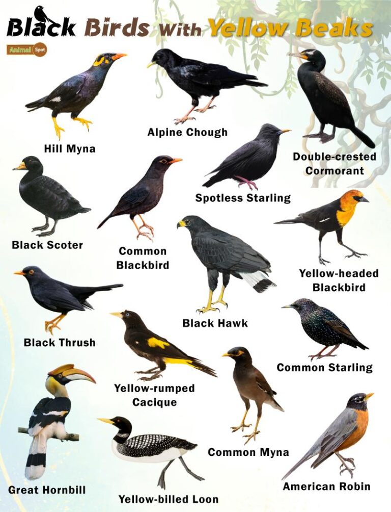 What Bird is Black With a Yellow Beak