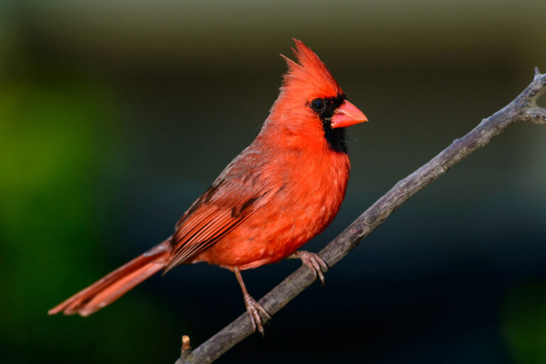 What Bird is Red?