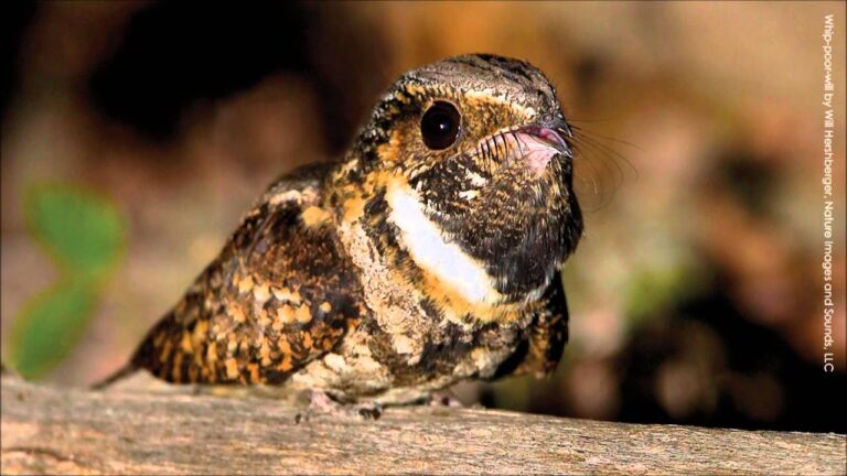 What Bird Sounds Like a Whippoorwill