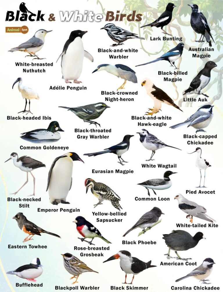 What Birds are Black And White