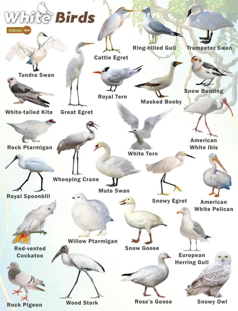 What Birds are White