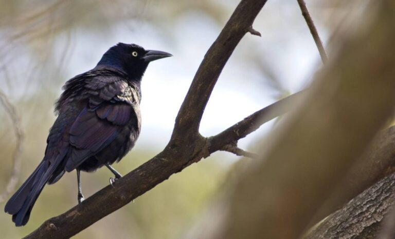 What Birds Eat Other Birds