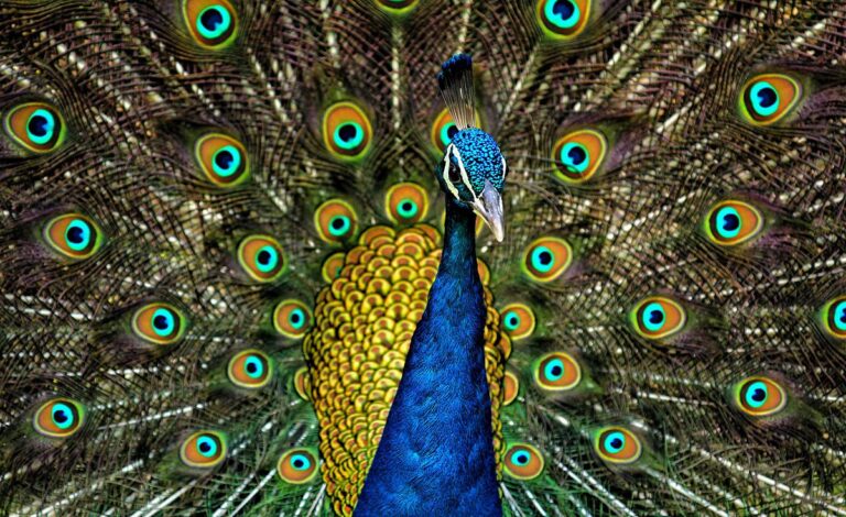 What Color are Peacocks