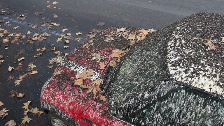 What Color Car Do Birds Poop on Most