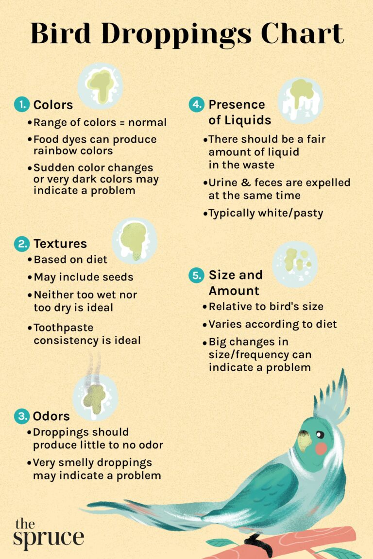 What Color is Bird Pee