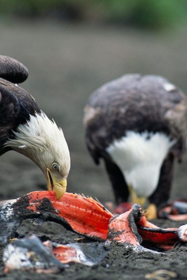 What Did Eagle Eat