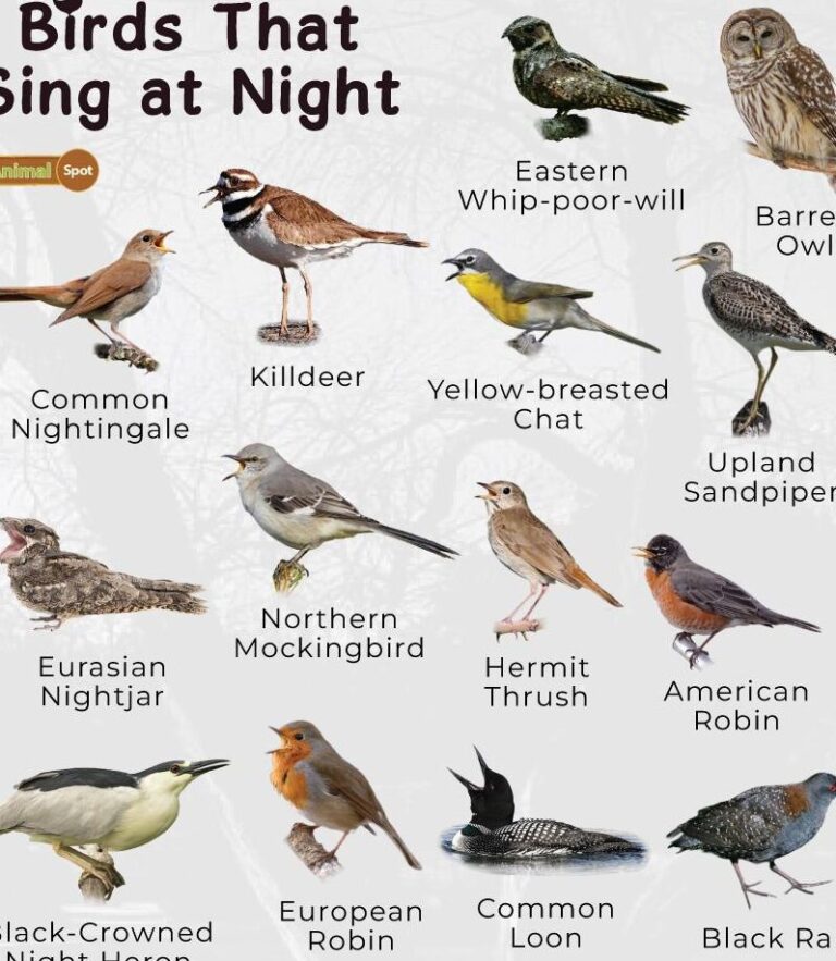 What Do Birds Mean Spiritually?