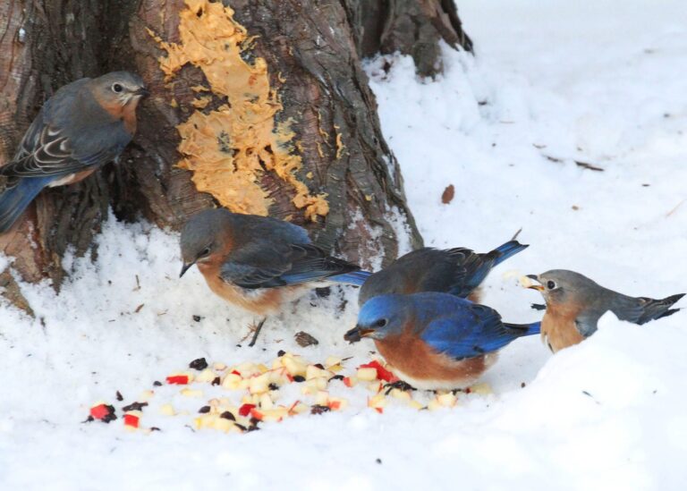 What Do Bluebirds Eat in Winter