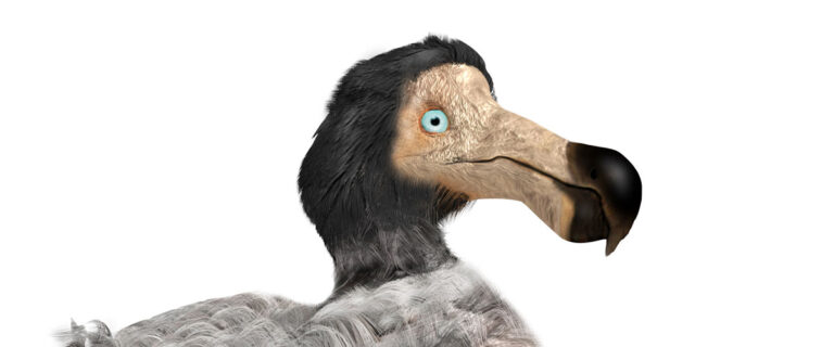 What Do Dodo Birds Eat