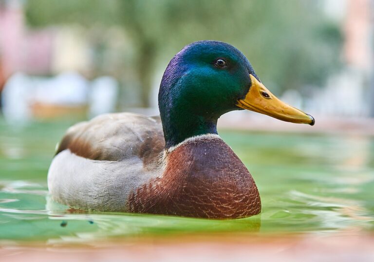 What Do Ducks Represent