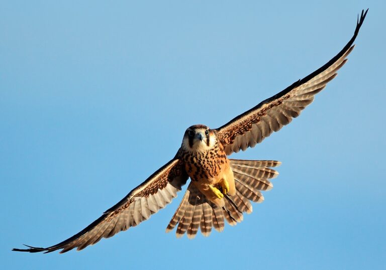 What Do Falcons Symbolize