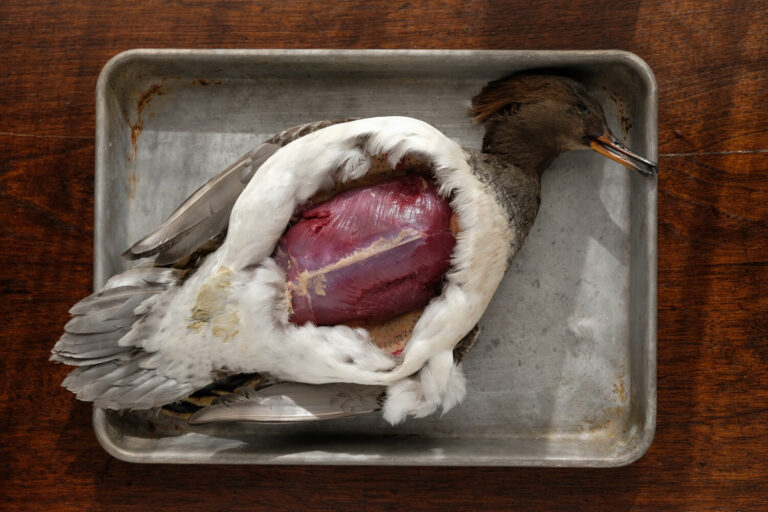 What Do Mergansers Eat