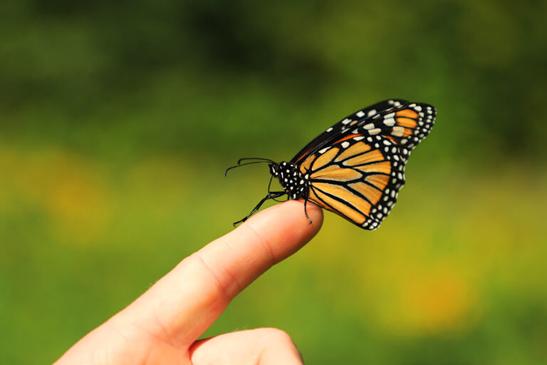 What Do Monarch Butterflies Represent