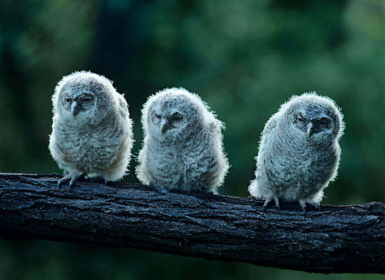 what-do-owls-represent-in-native-american-culture