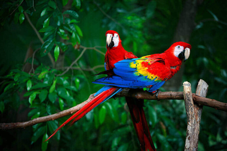 what-do-parrots-symbolize