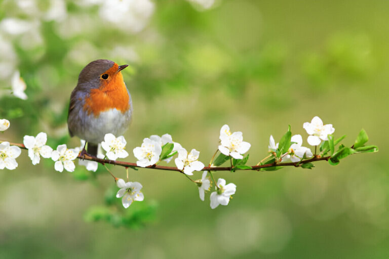 what-do-robins-symbolize