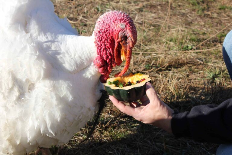 What Do Tame Turkeys Eat