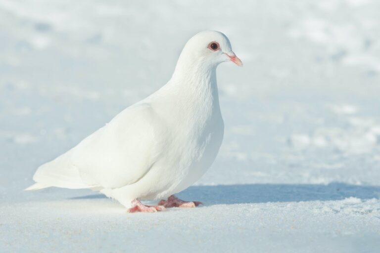 What Do White Pigeons Symbolize