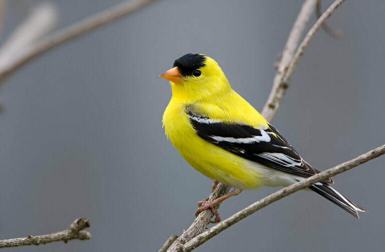 what-do-yellow-birds-symbolize