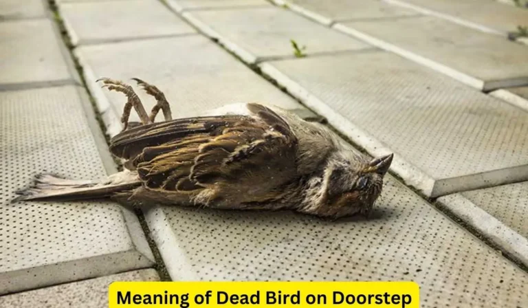 What Does a Dead Bird on Your Porch Mean