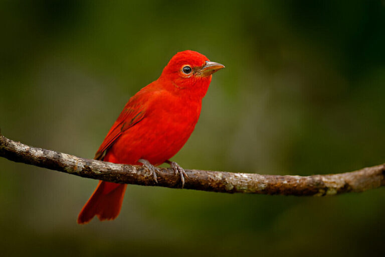 what-does-a-red-bird-signify