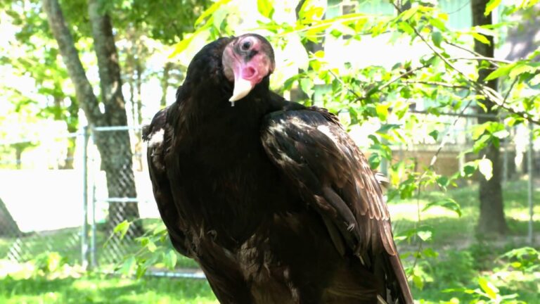 What Does a Turkey Buzzard Sound Like?